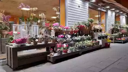 Sofia Fleurs et Décorations-Cauchoise