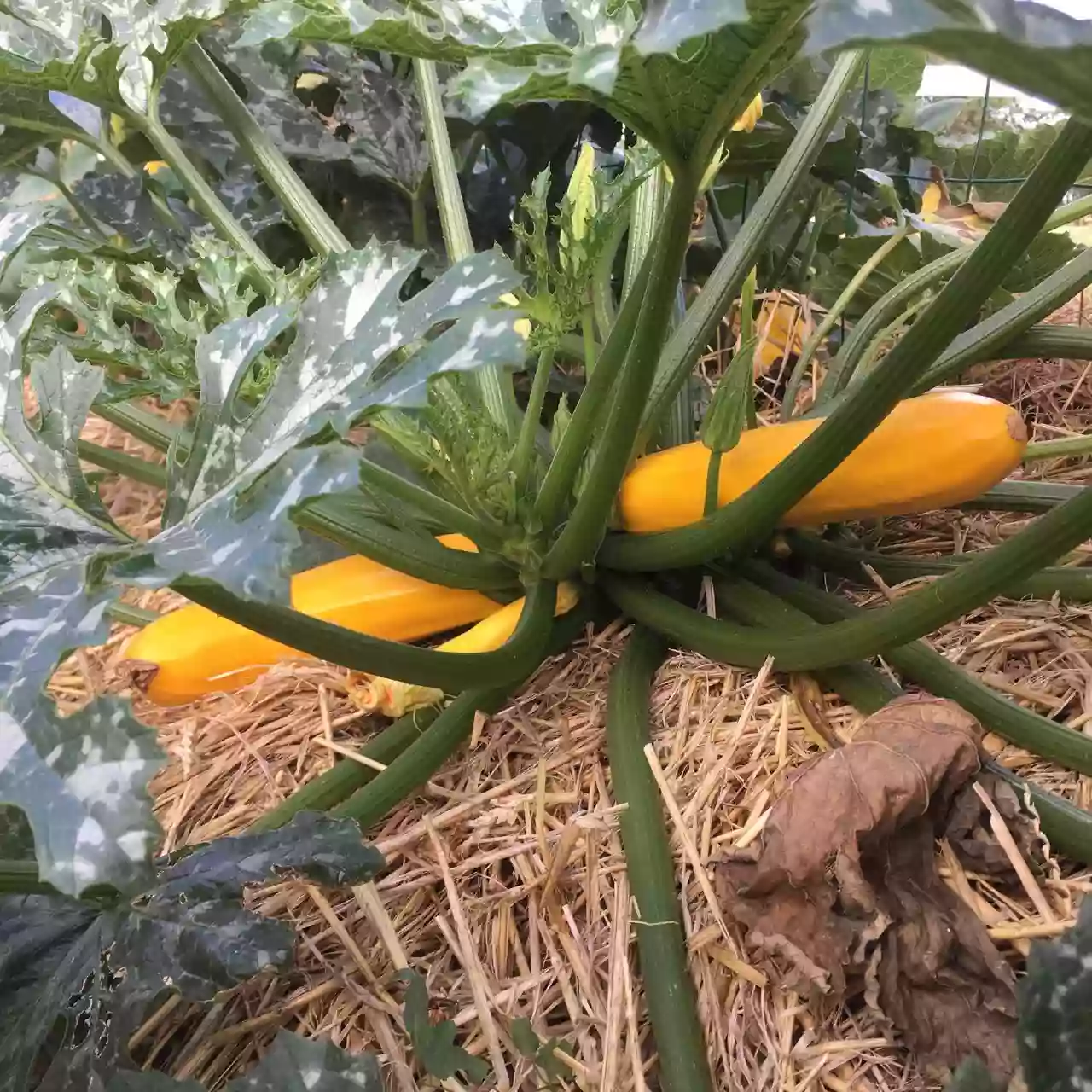 Jardin-restaurant bio-écologique UTOPAILLE