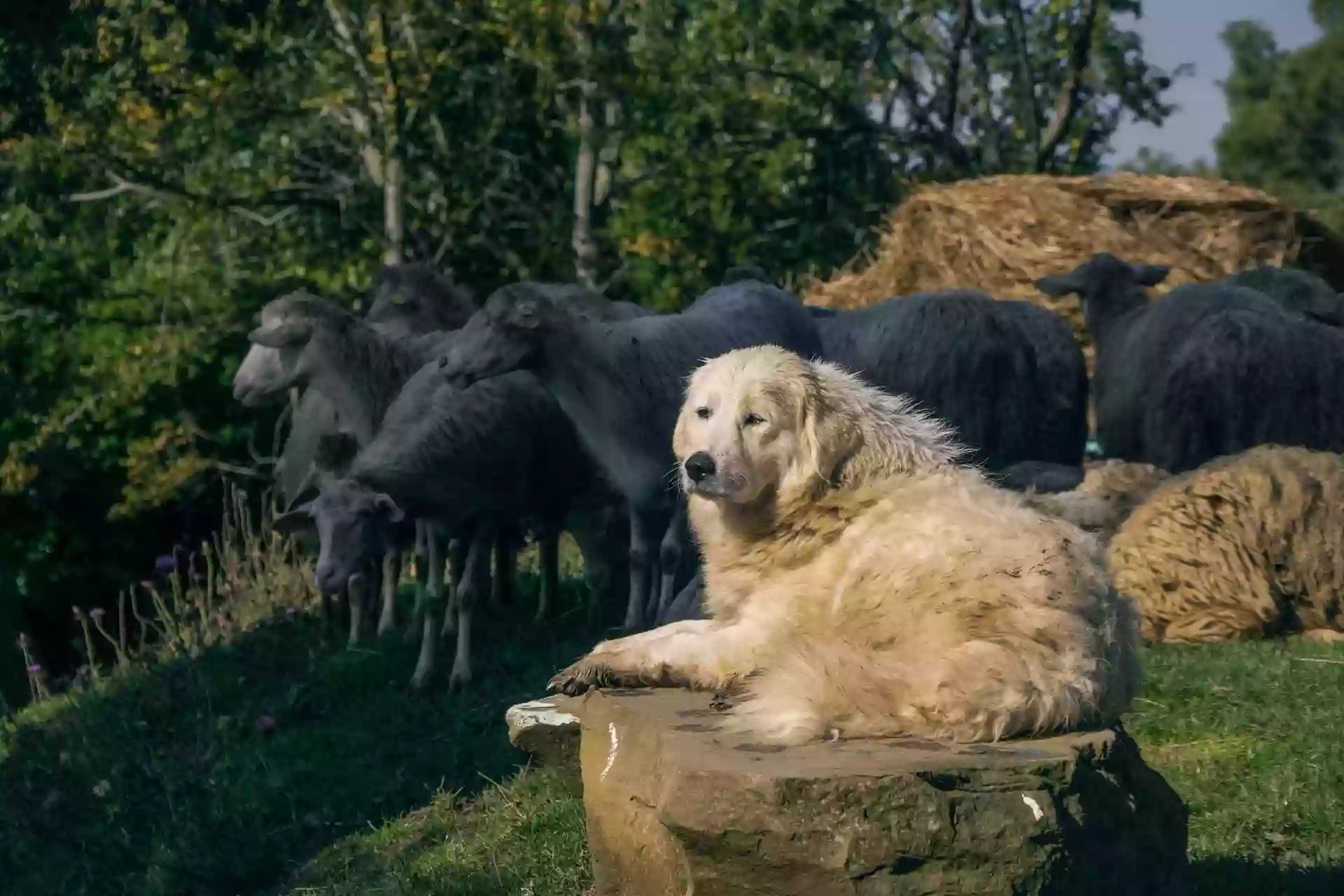 Clinique Veterinaire du Piemont