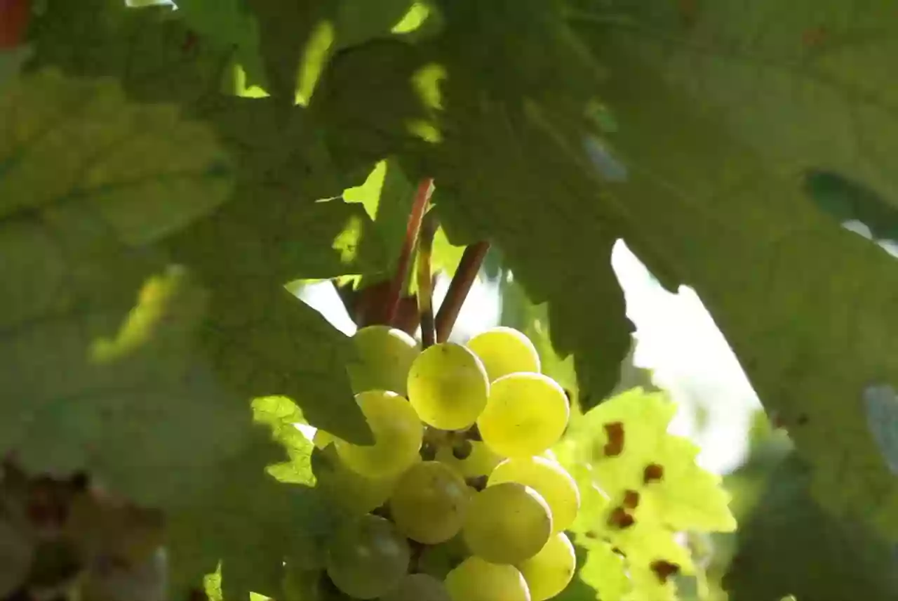 Cave Vin sur Table - La Rochelle - Lagord- Caviste Œnologue