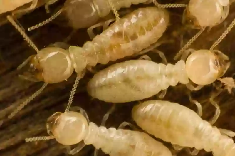 Eurotermite Capricorne