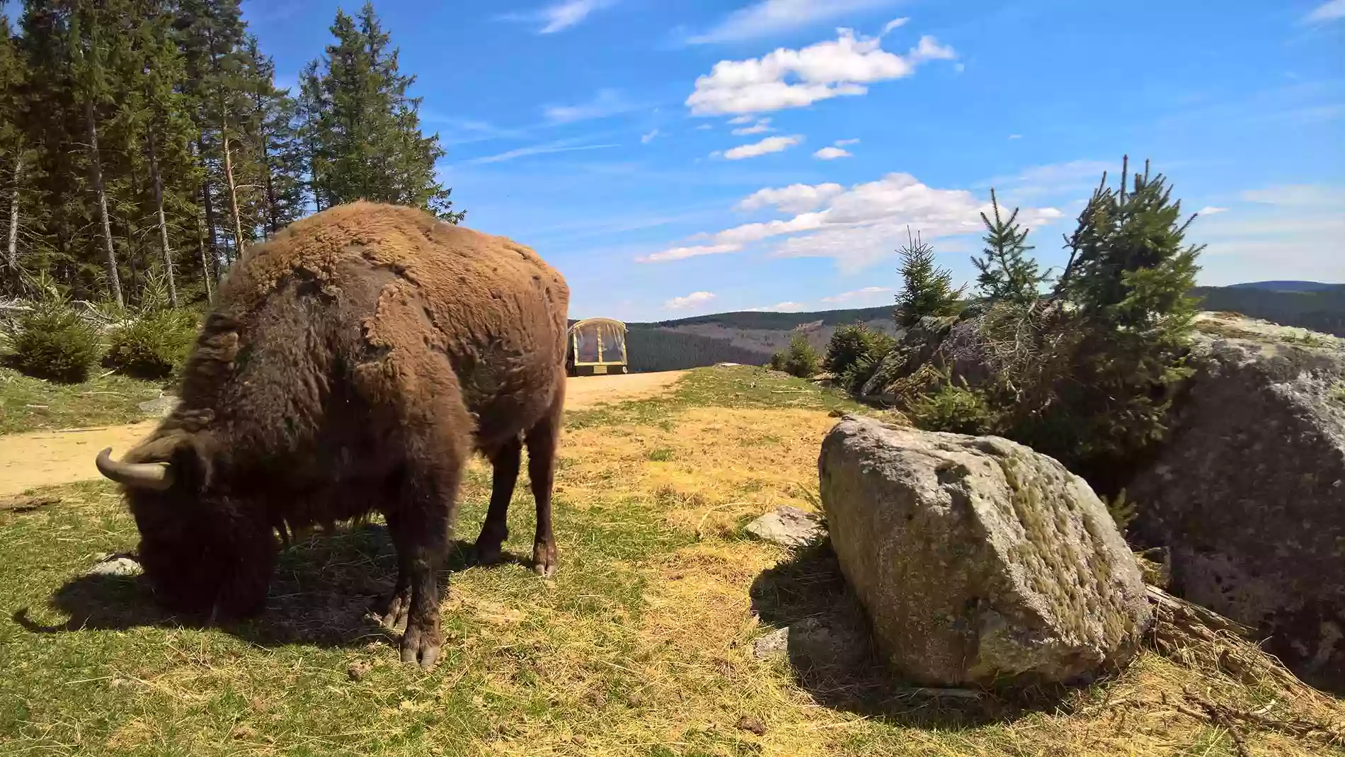 Réserve des Bisons d'Europe de la Margeride