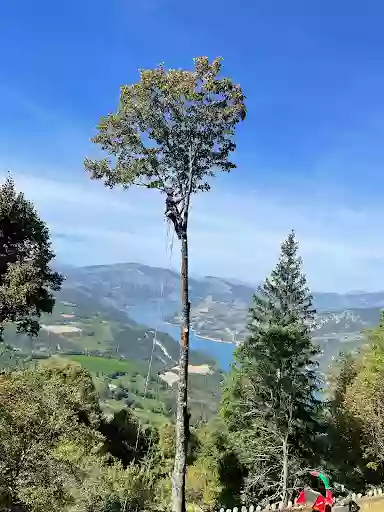 Ciel arbre et terre