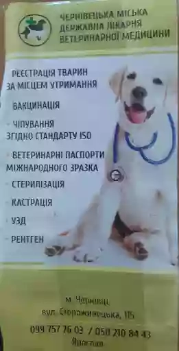 Ветеринарна лікарня.Рентген Для Тварин.