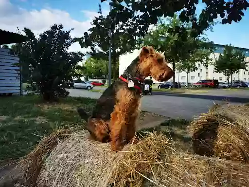 Dr. med. vet. Siegberte Omerzu