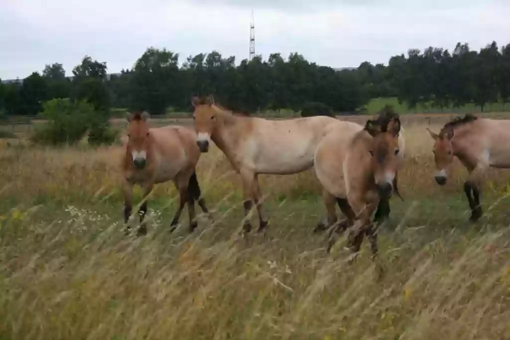 Wildpferde Aschaffenburg