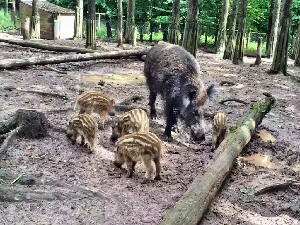 Wildschweingehege