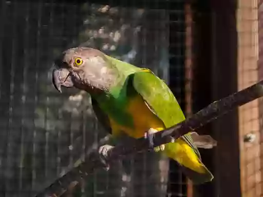 Papageienscheune