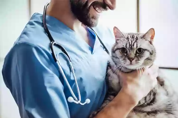 Fachzentrum für Kleintiermedizin Langenhagen, Tierarzt Dr. Bogenhagen & Stegen, DECVS