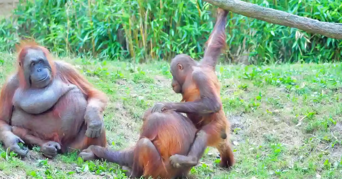 Allwetterzoo Münster