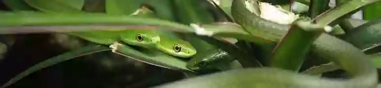 Checkpoint-Terraristik