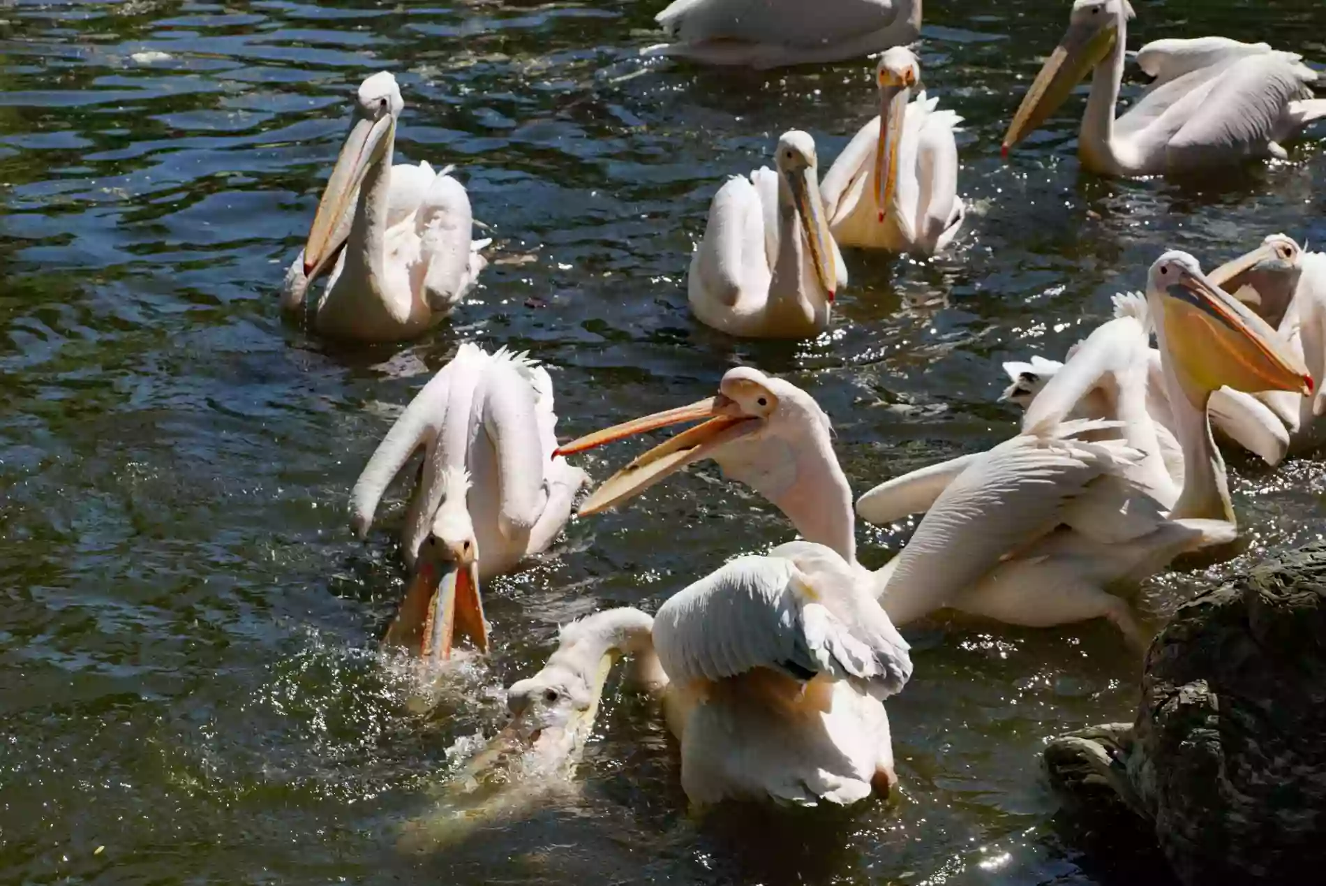 Zoo Dresden