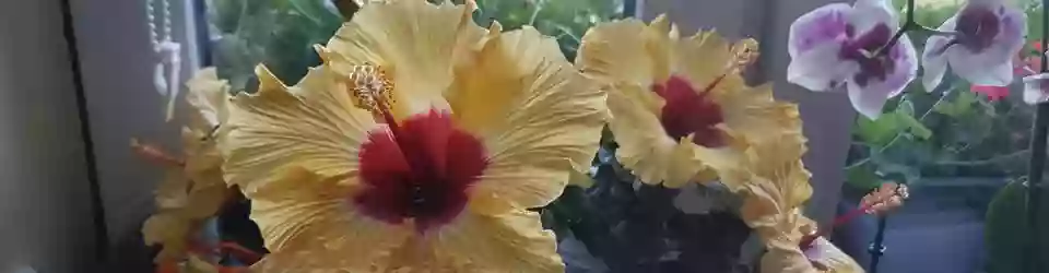 Blumengeschäft "Blattlaus"
