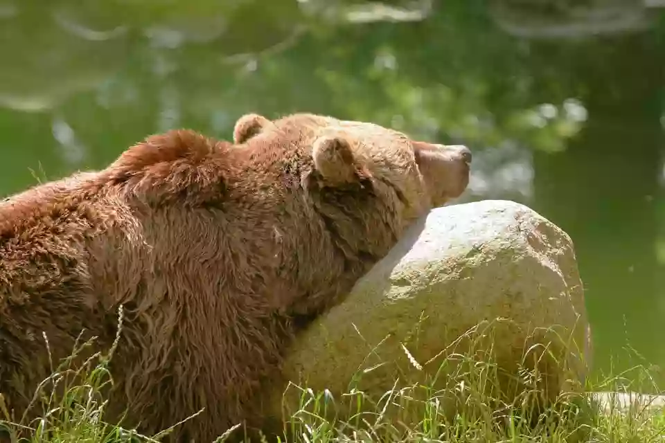 Tierpark Hexentanzplatz