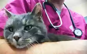 Dr. med.vet. Pasquale Piturru