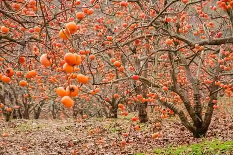 Persimmon Therapy