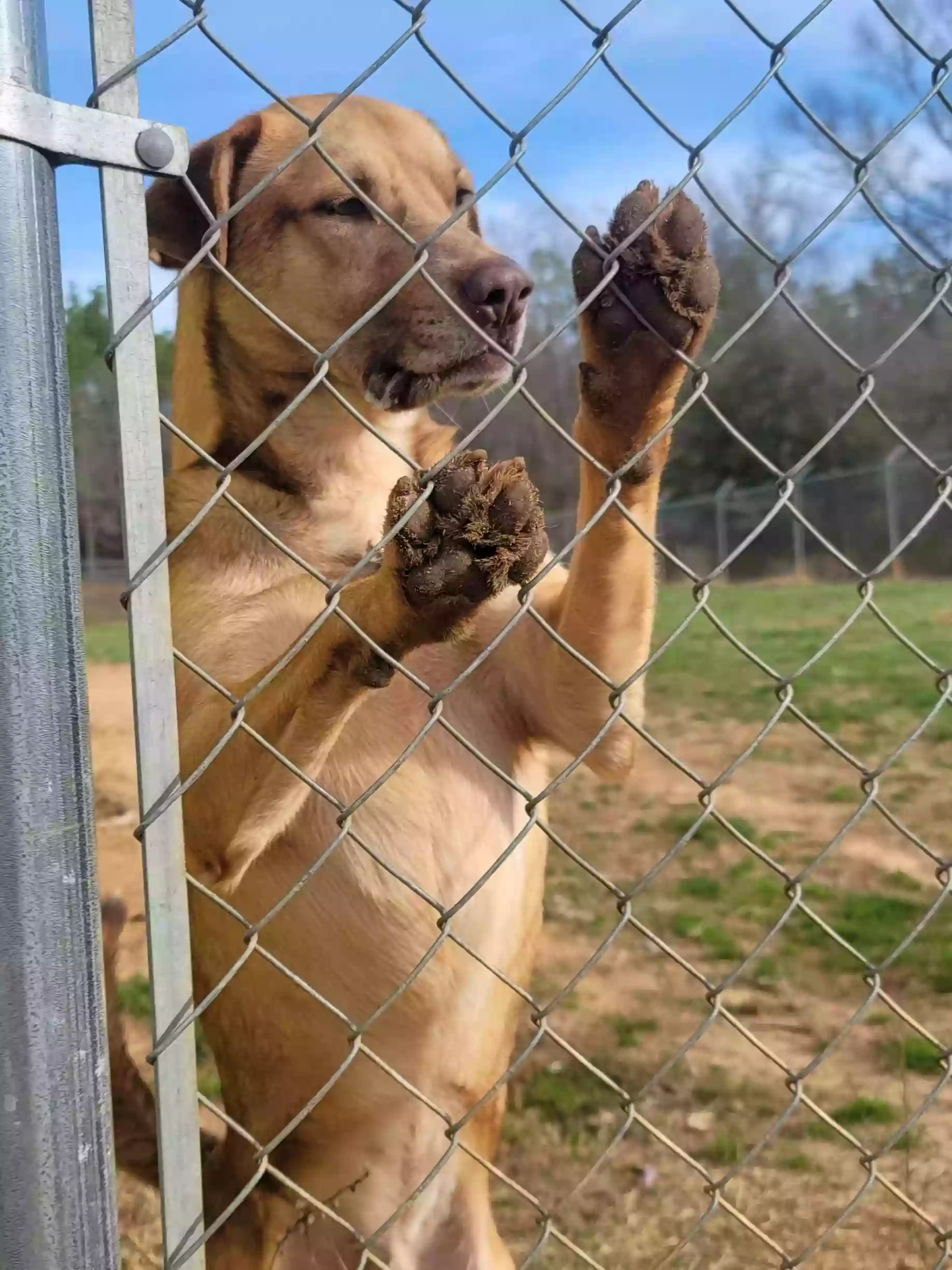 North Baldwin Animal Shelter