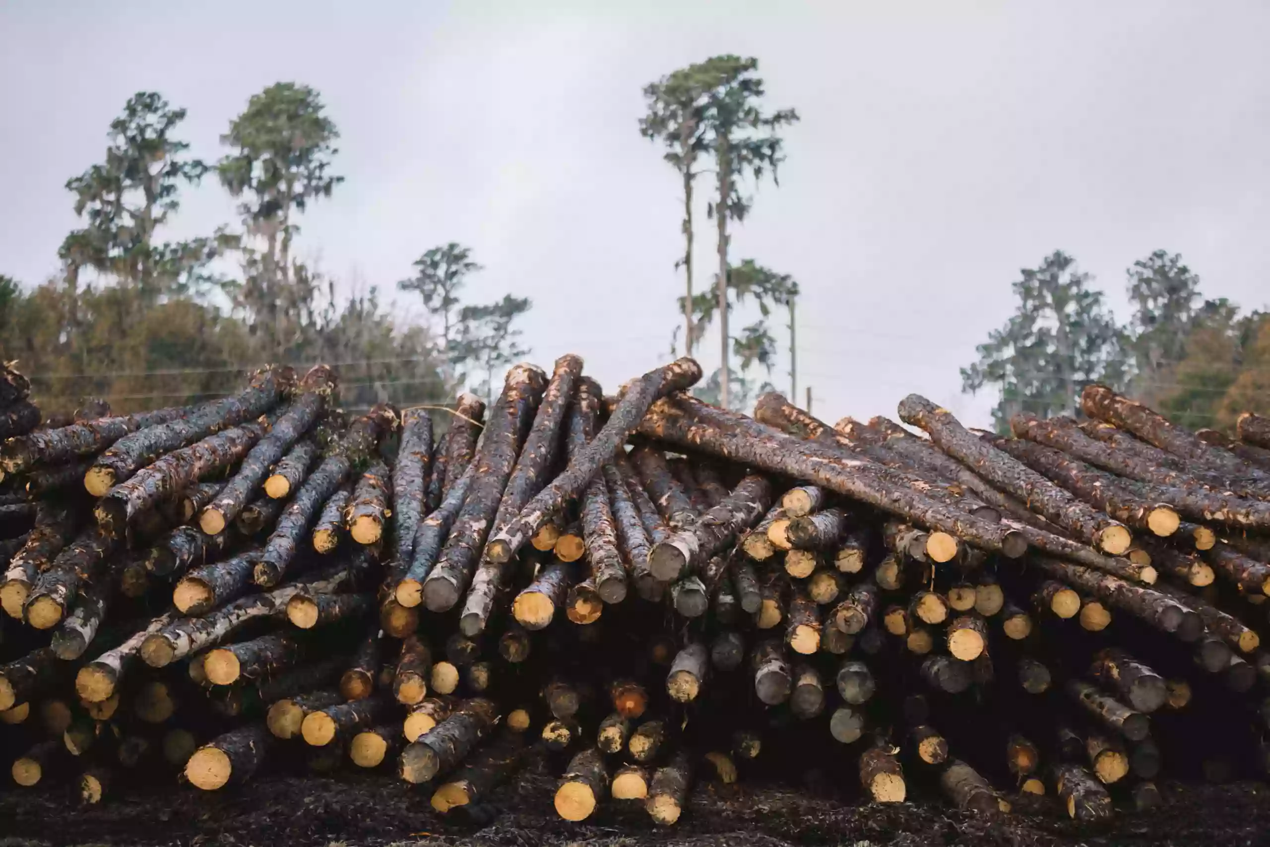 Georgia-Pacific Sawmill