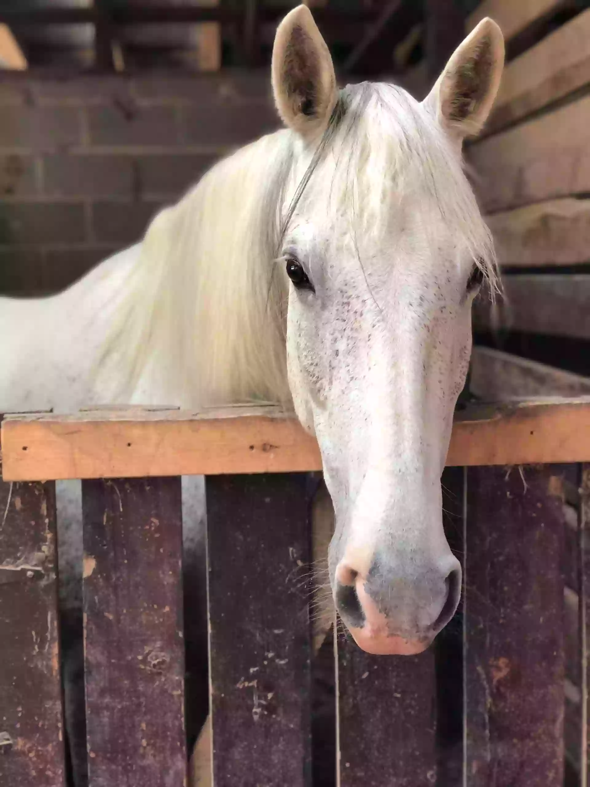 Bridlewood Stables