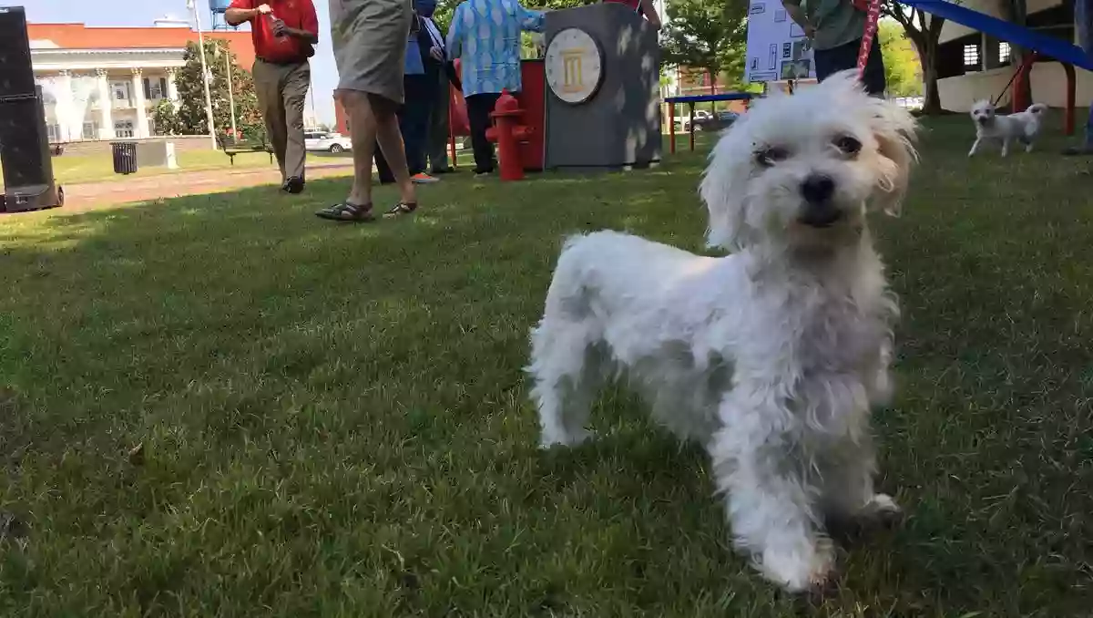 Downtown Dog Park