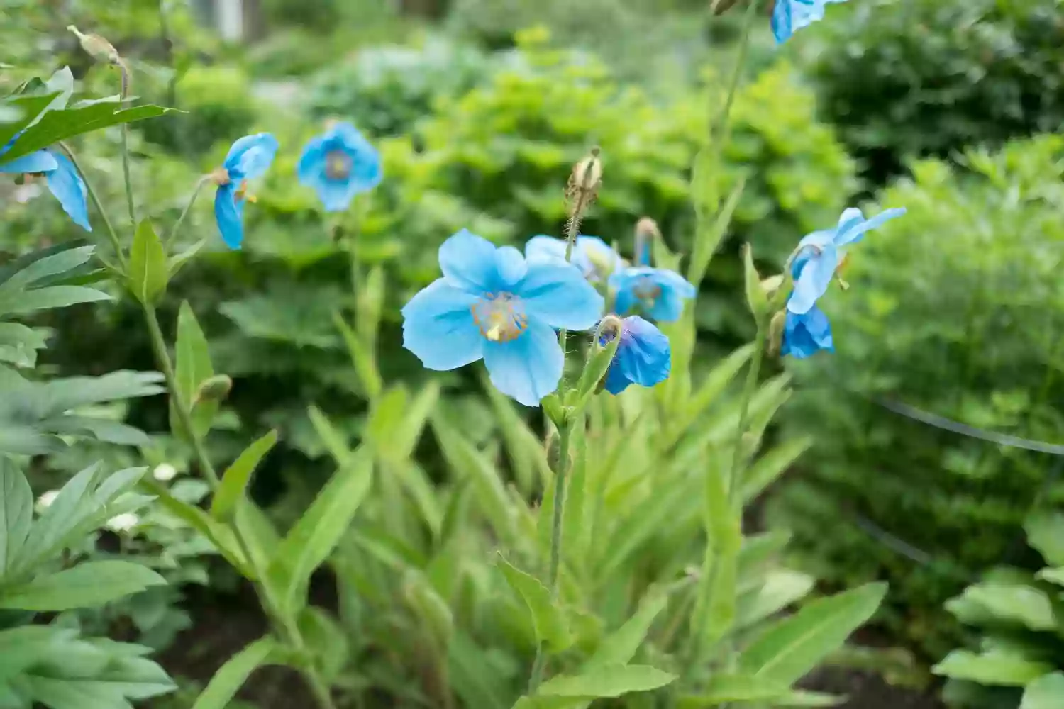 Alaska Botanical Garden