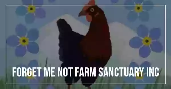 Forget Me Not Farm Sanctuary
