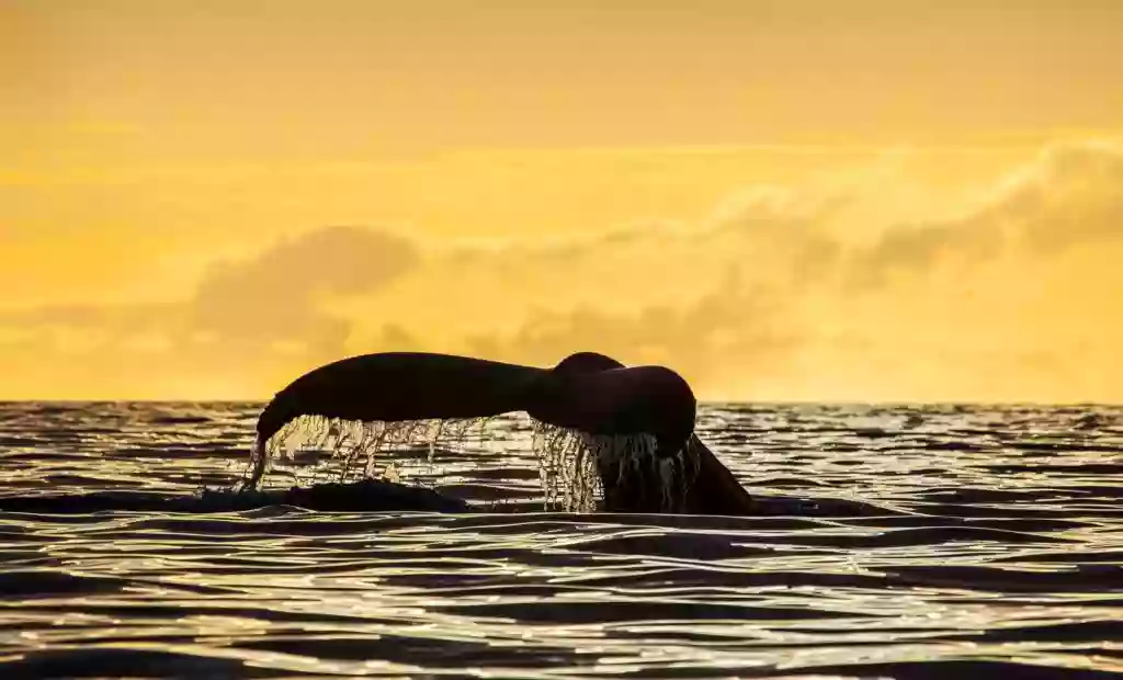 Four B Charters Whale watching in Sitka