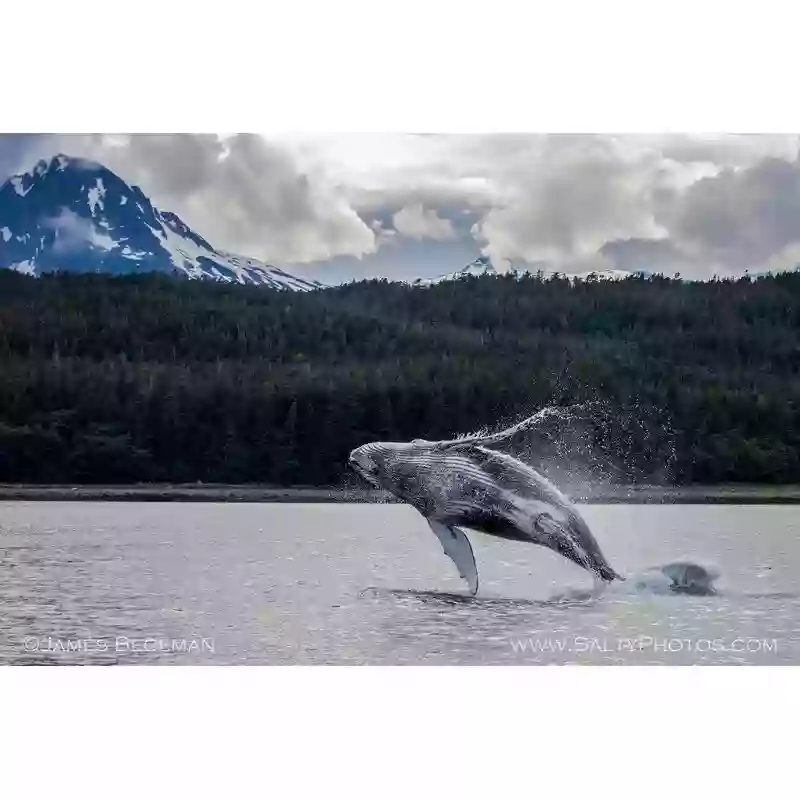 Catch of the day LLC Alaska, Hoonah whale watching.