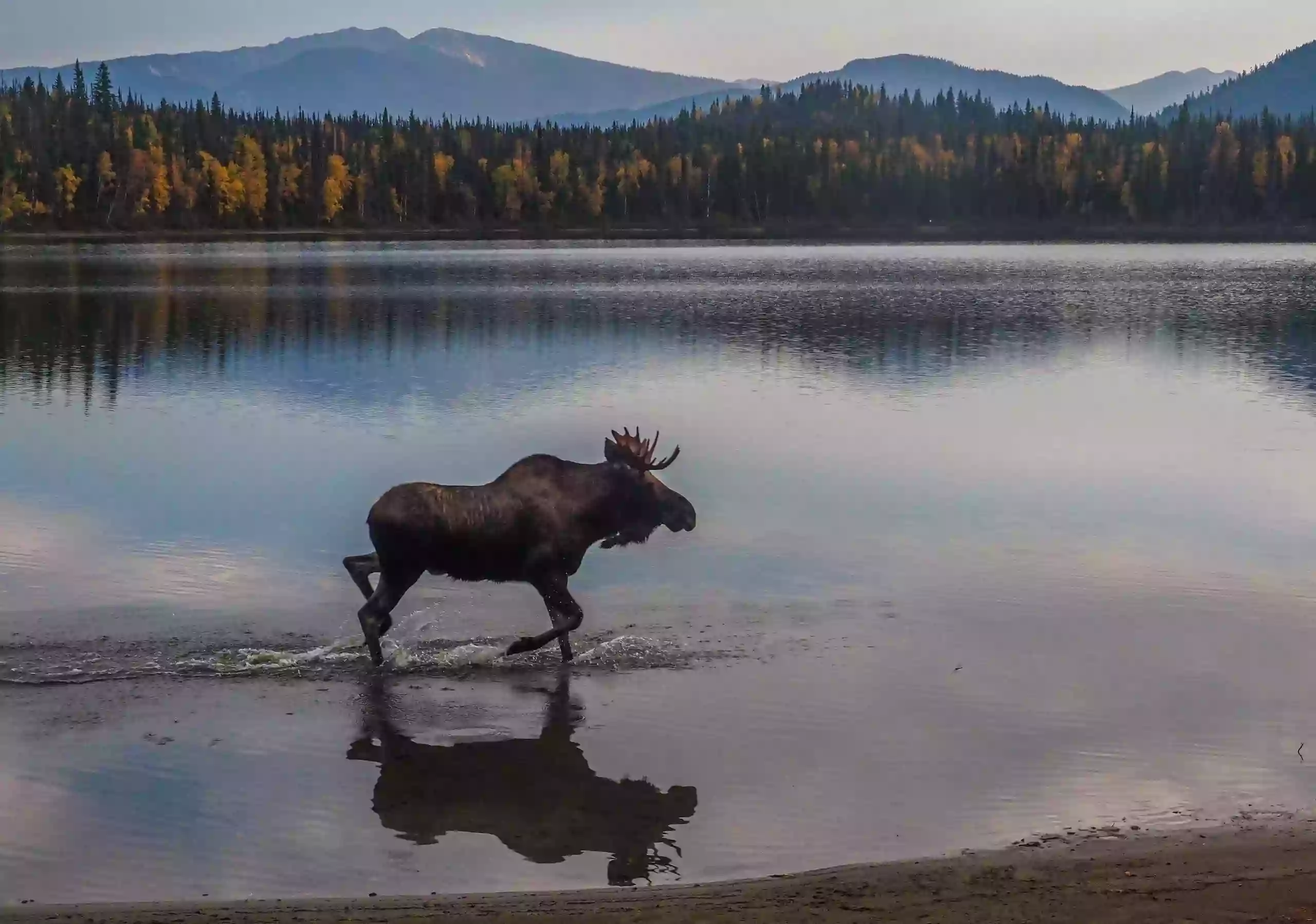 Moose Times Lodge