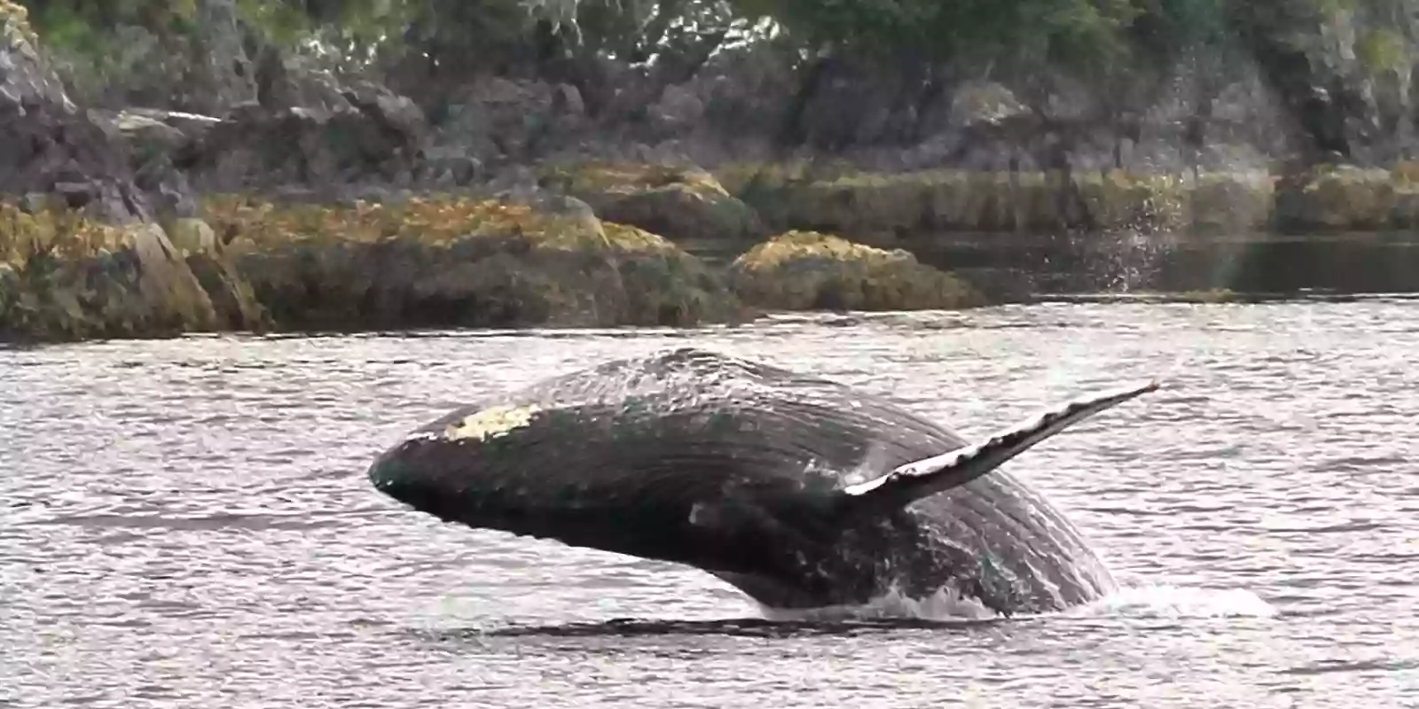 Whalecoast Alaska