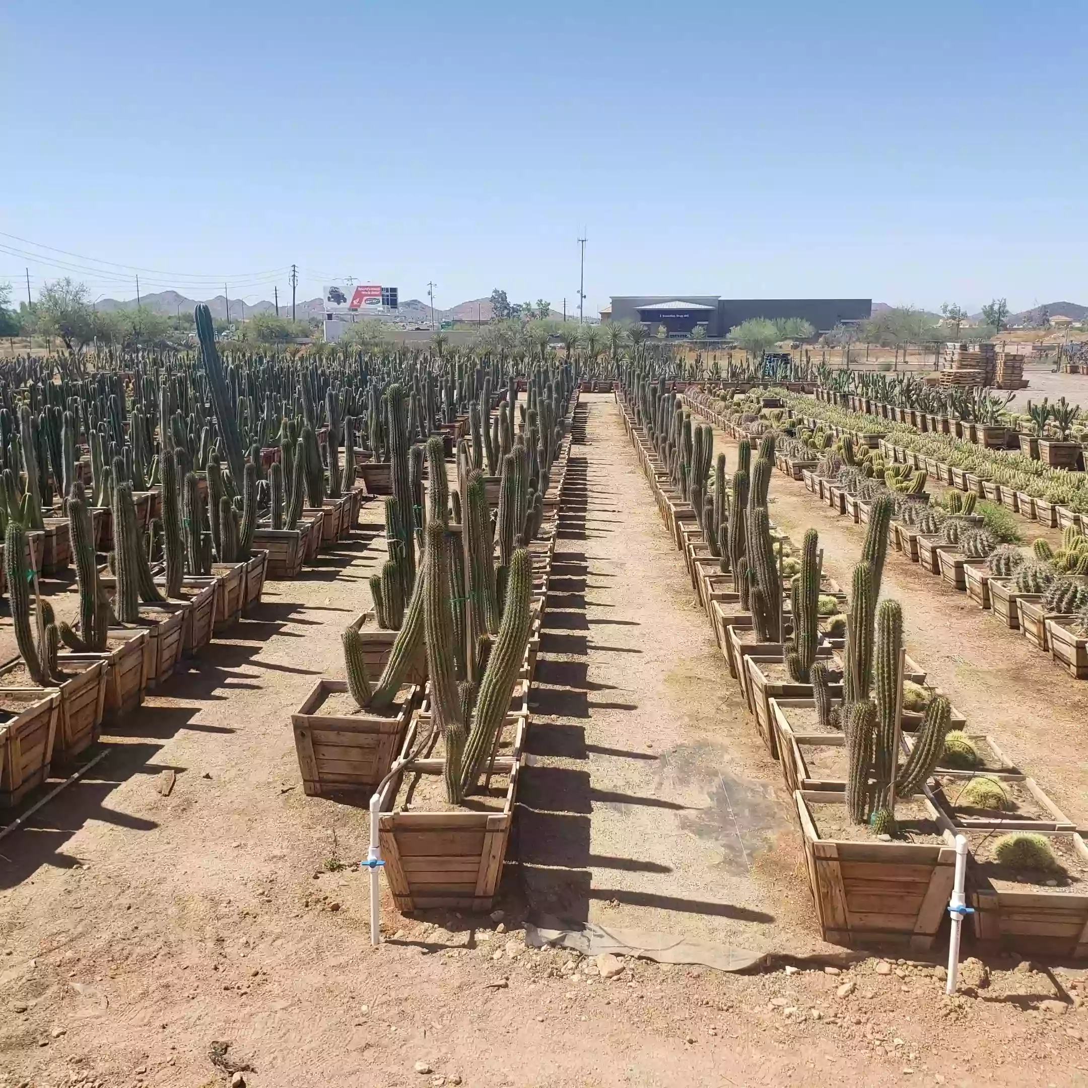 Old West Cactus Farm