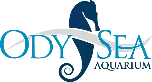 OdySea Aquarium