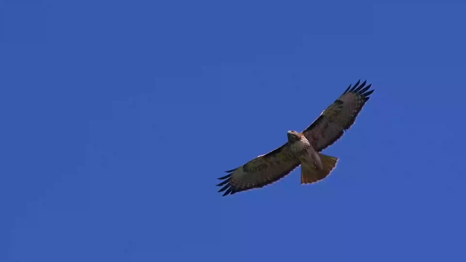 Red Hawk at J6 Ranch