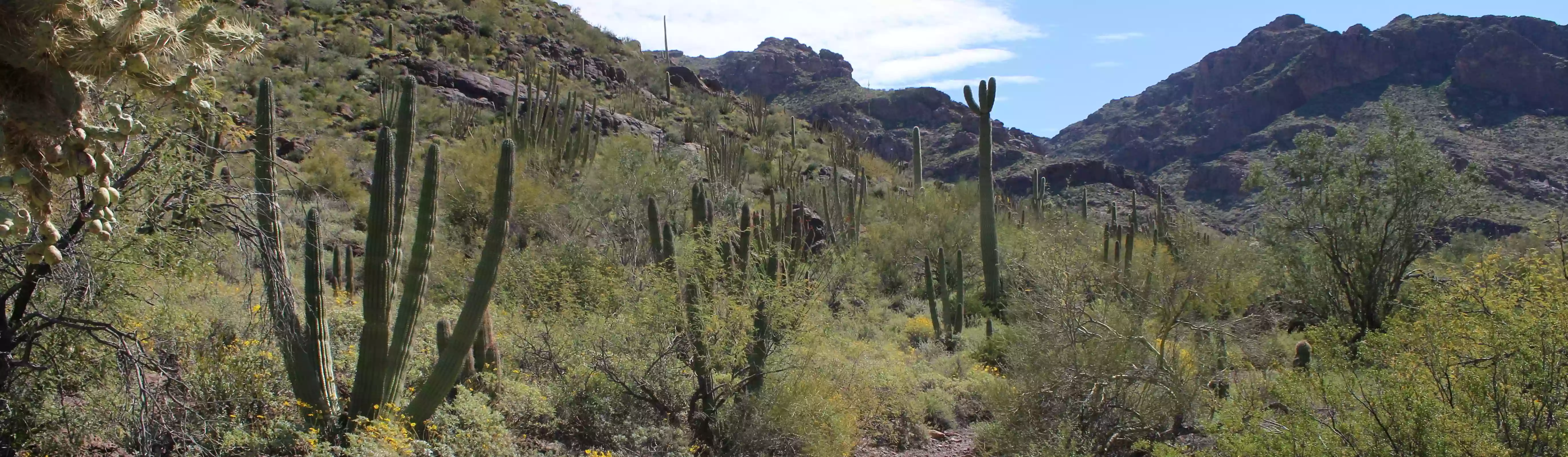 Organ Pipe Cactus National Monument