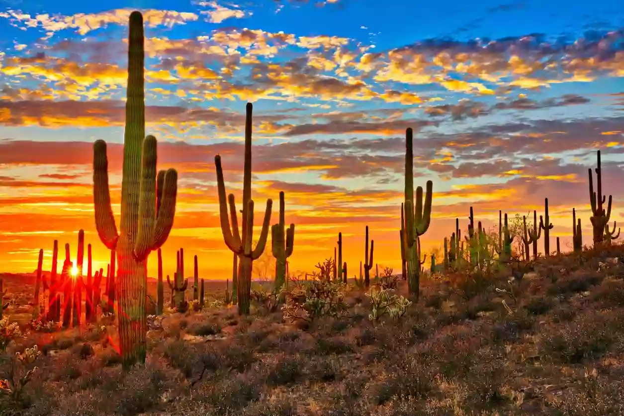 Cardiovascular Institute of Scottsdale