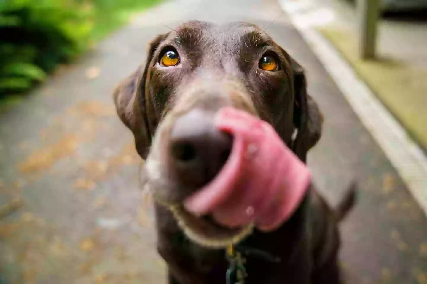 Woof Happy Tails. Pet Grooming Salon in Little Rock