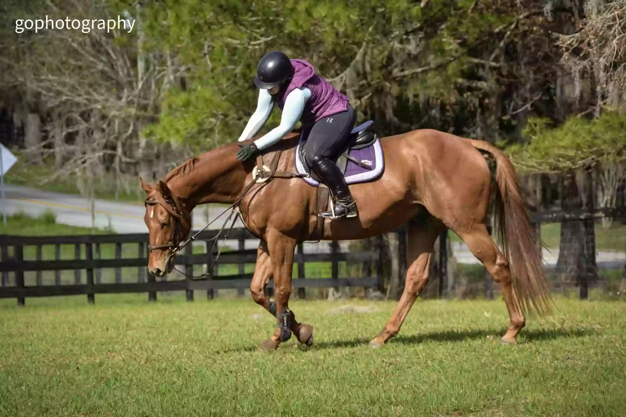 Bradley Equestrian