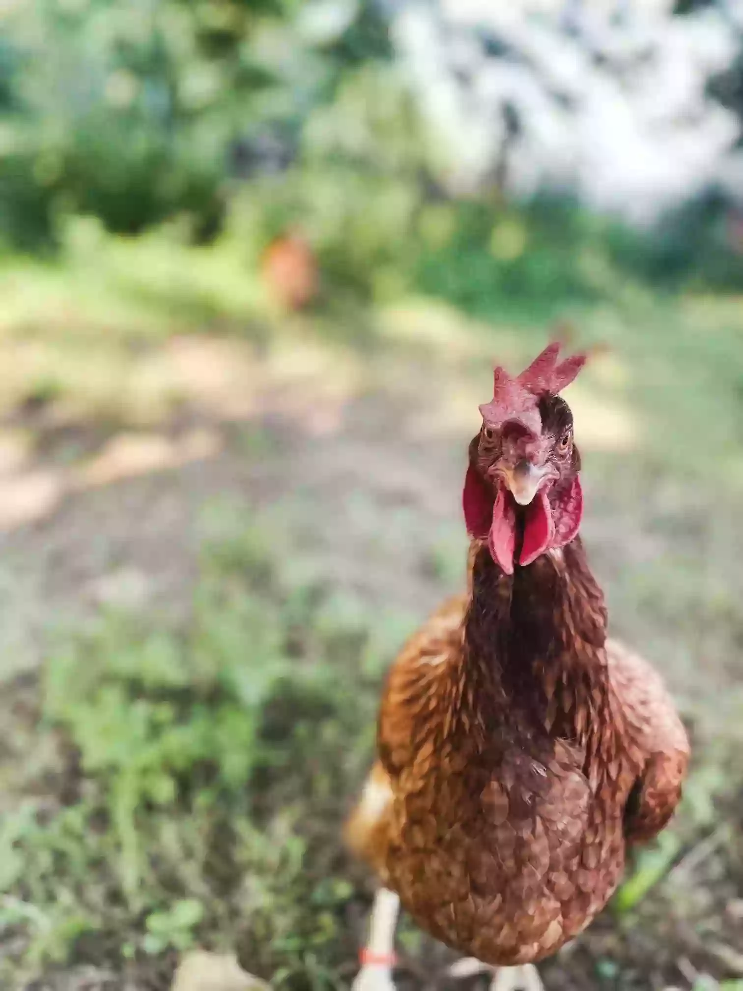 The Pickin' Chicken