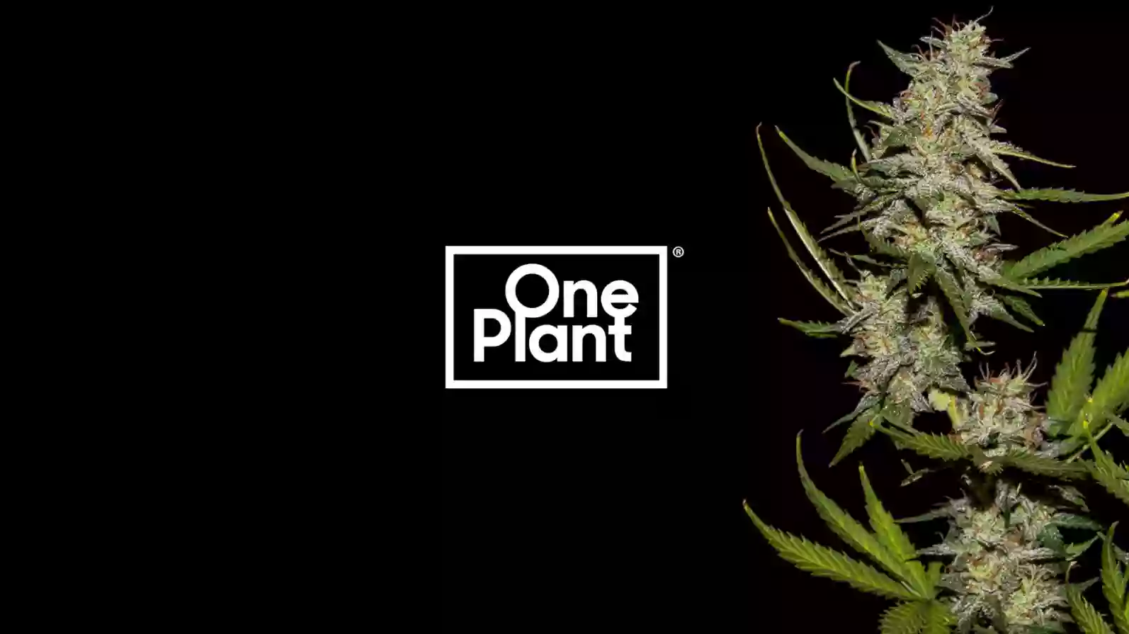 One Plant Weed Dispensary & Delivery - Goleta (Rec + Med)