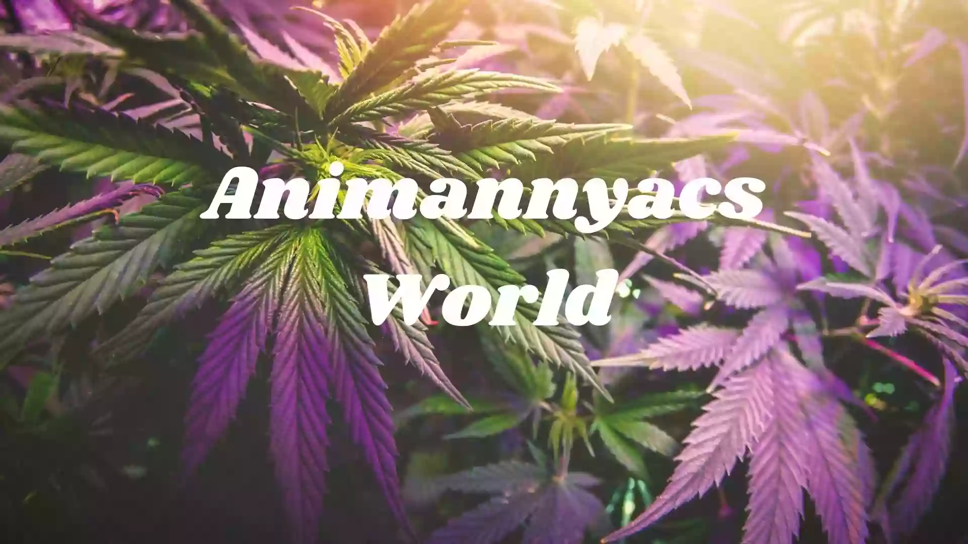 Animannyacs LLC