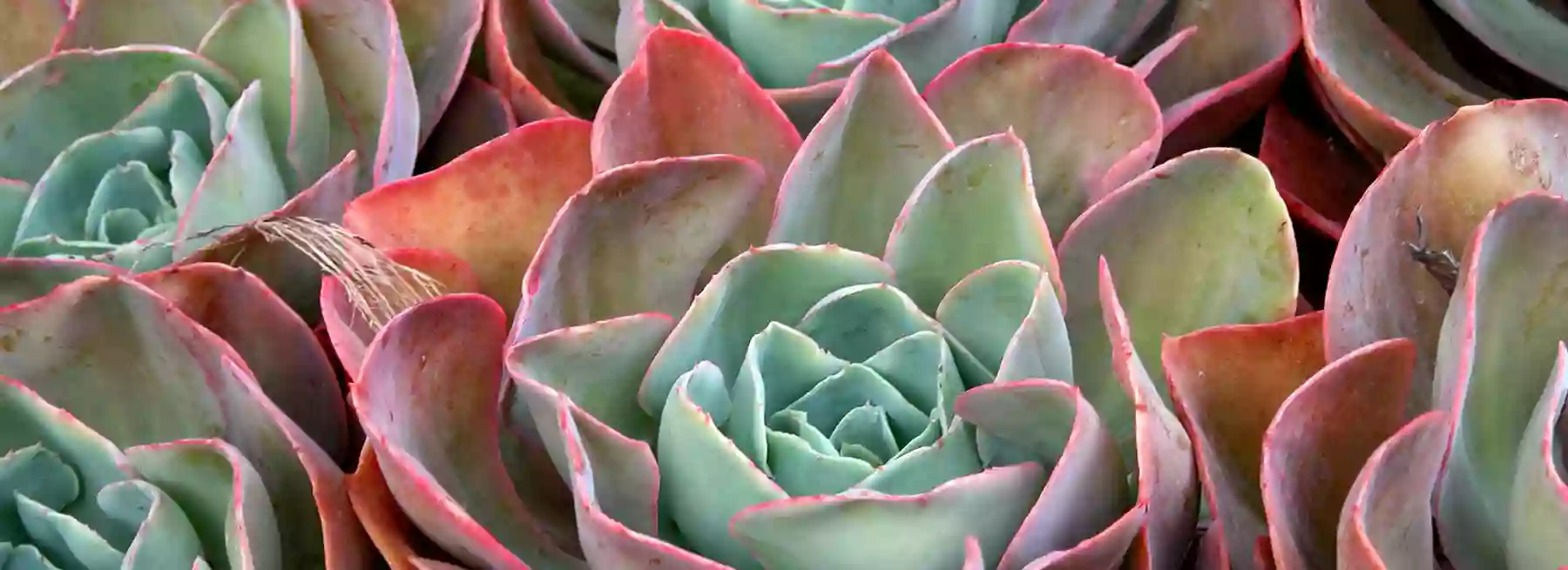 The Ruth Bancroft Garden & Nursery