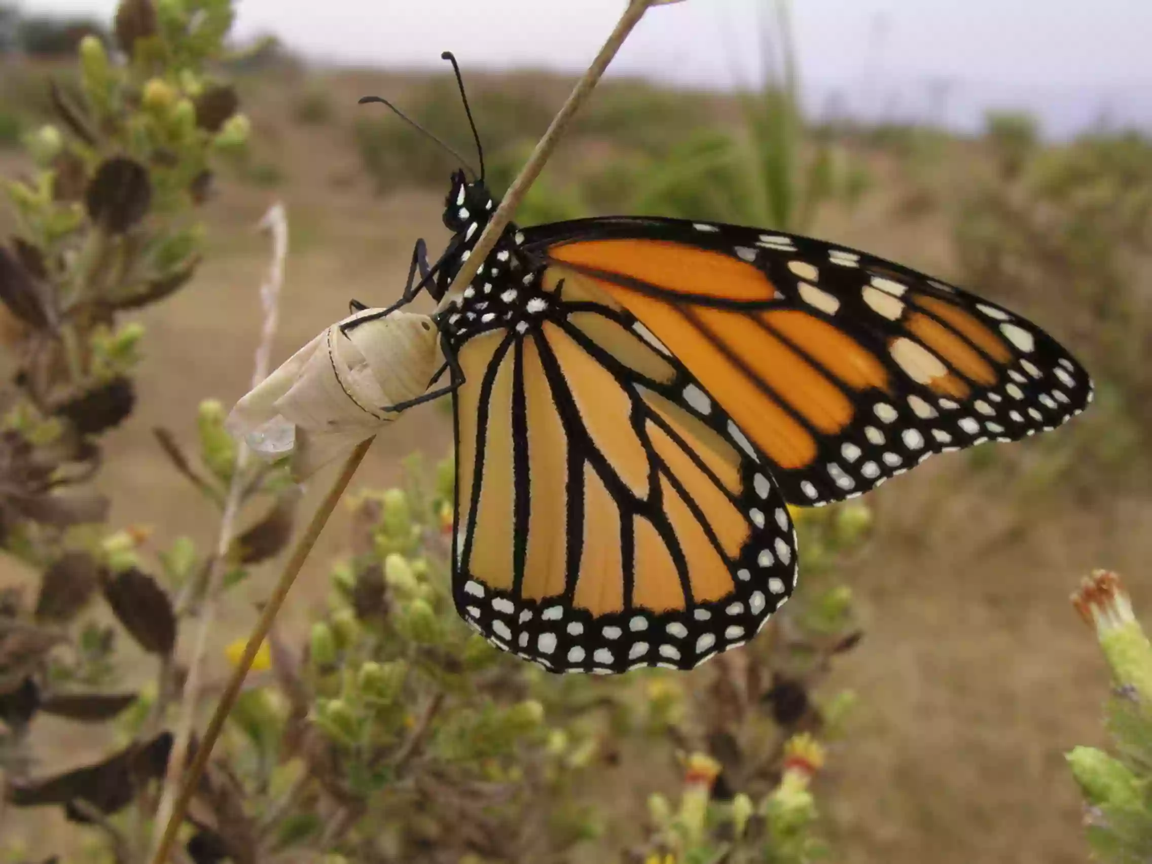 Coronado Butterfly Preserve, The Land Trust for Santa Barbara County