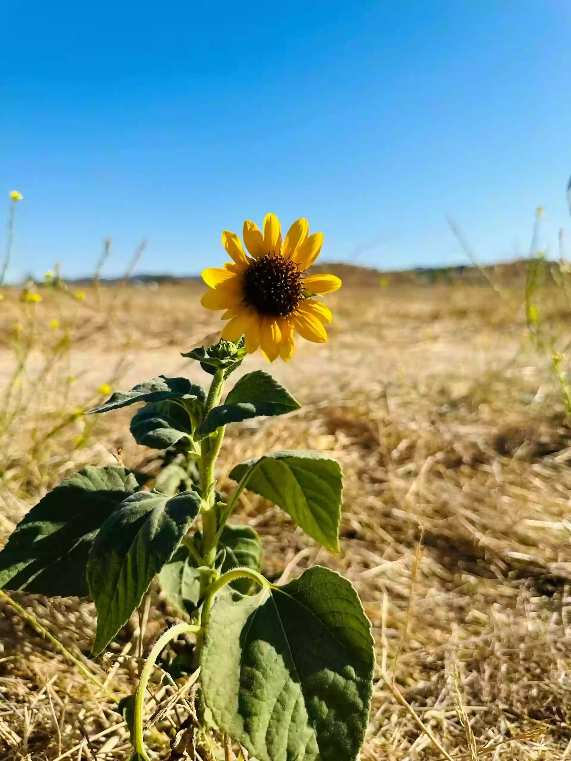 Desert Sunflowers Daycare