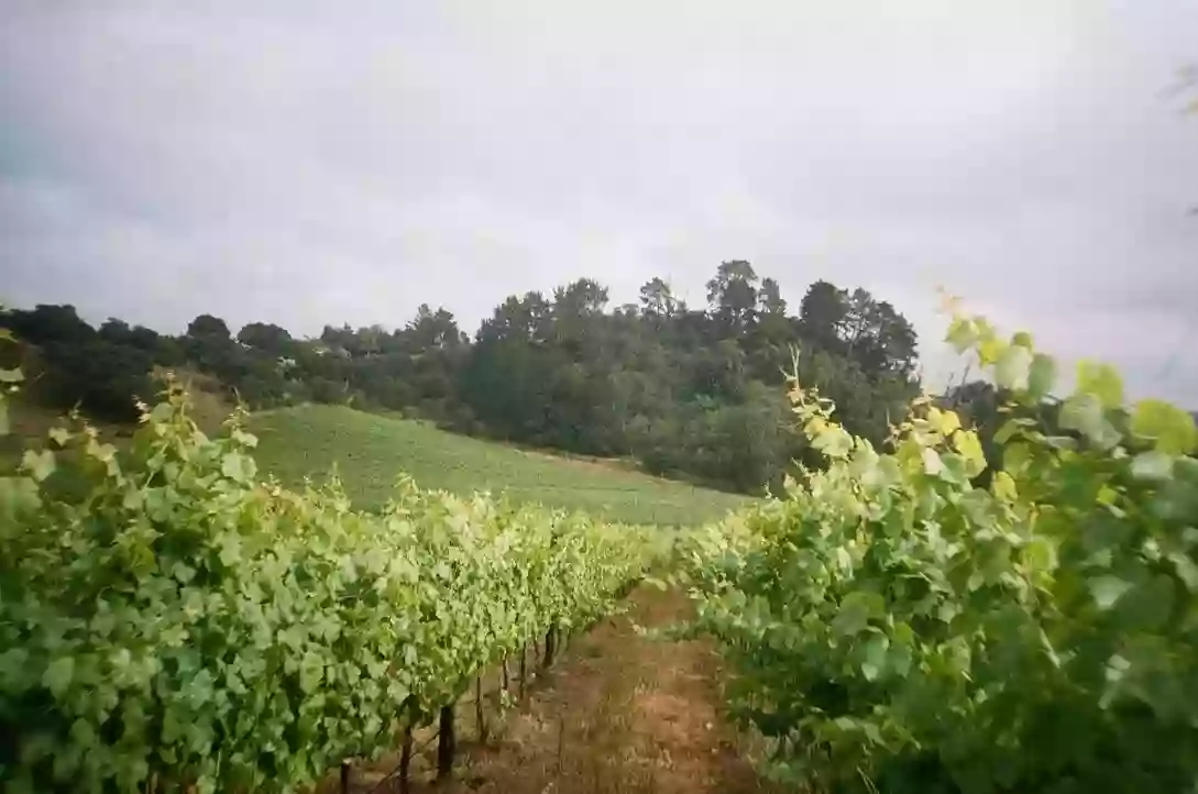 Alfaro Family Vineyard-Winery