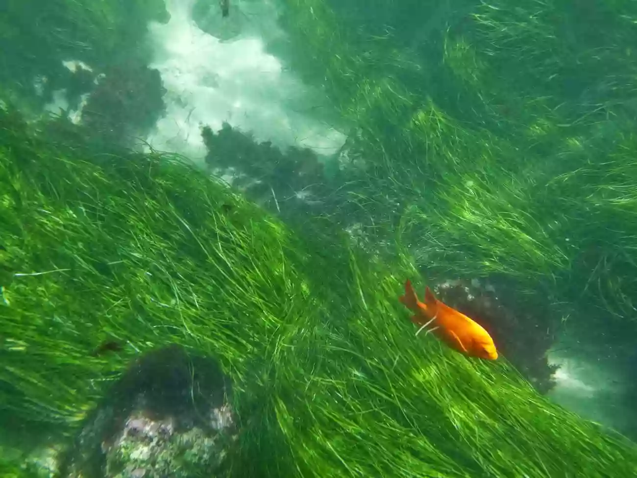 San Diego - La Jolla Underwater Park