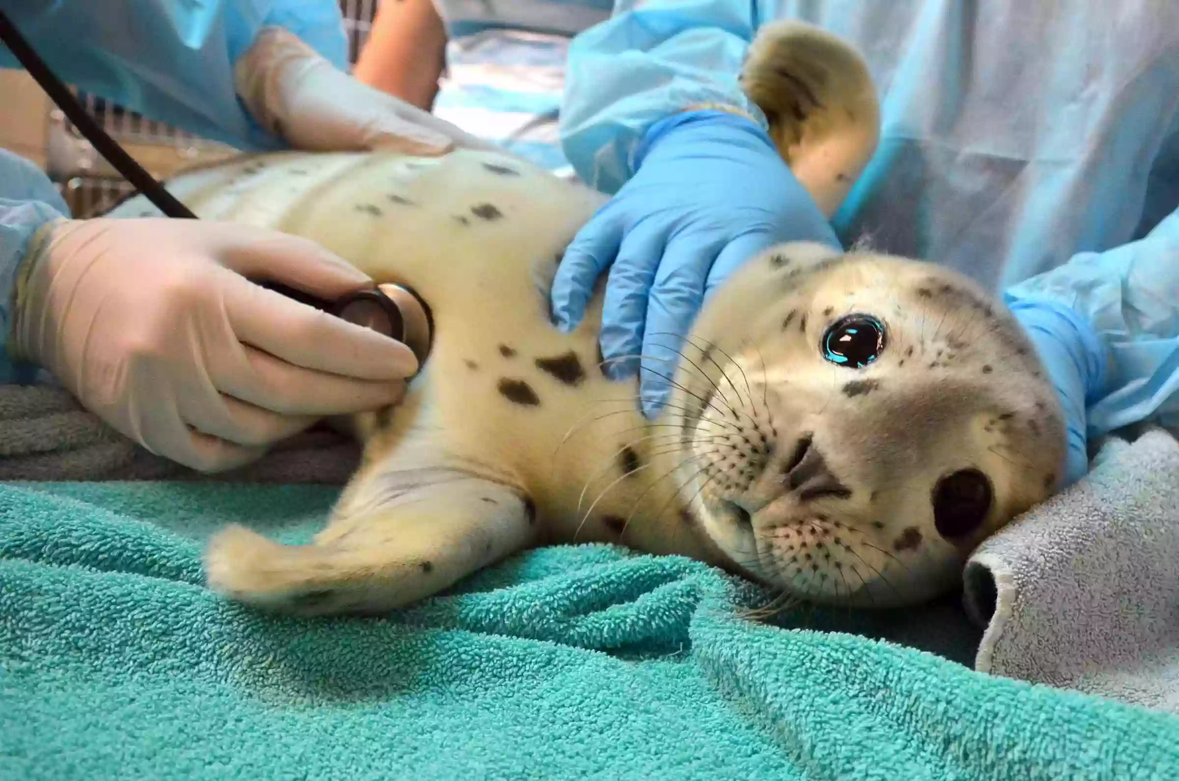 The Marine Mammal Center