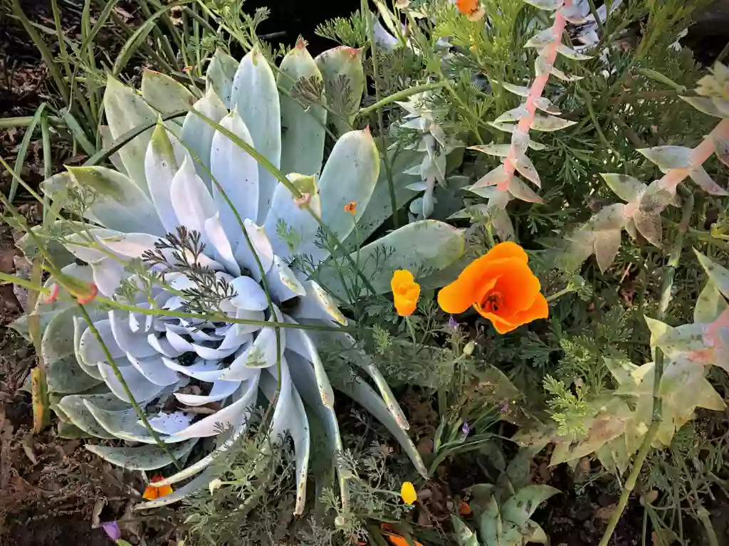 Santa Barbara Botanic Garden