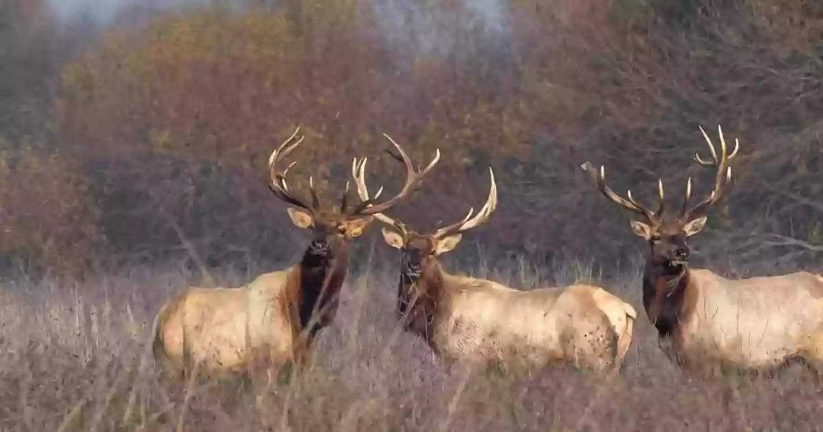 San Luis National Wildlife Refuge