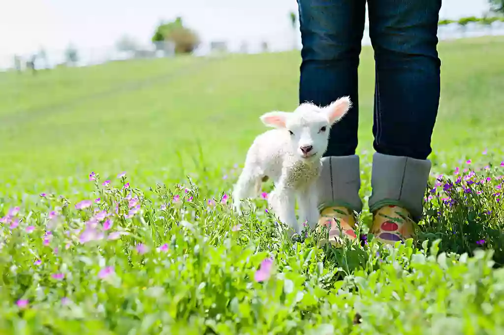 Reves de Moutons