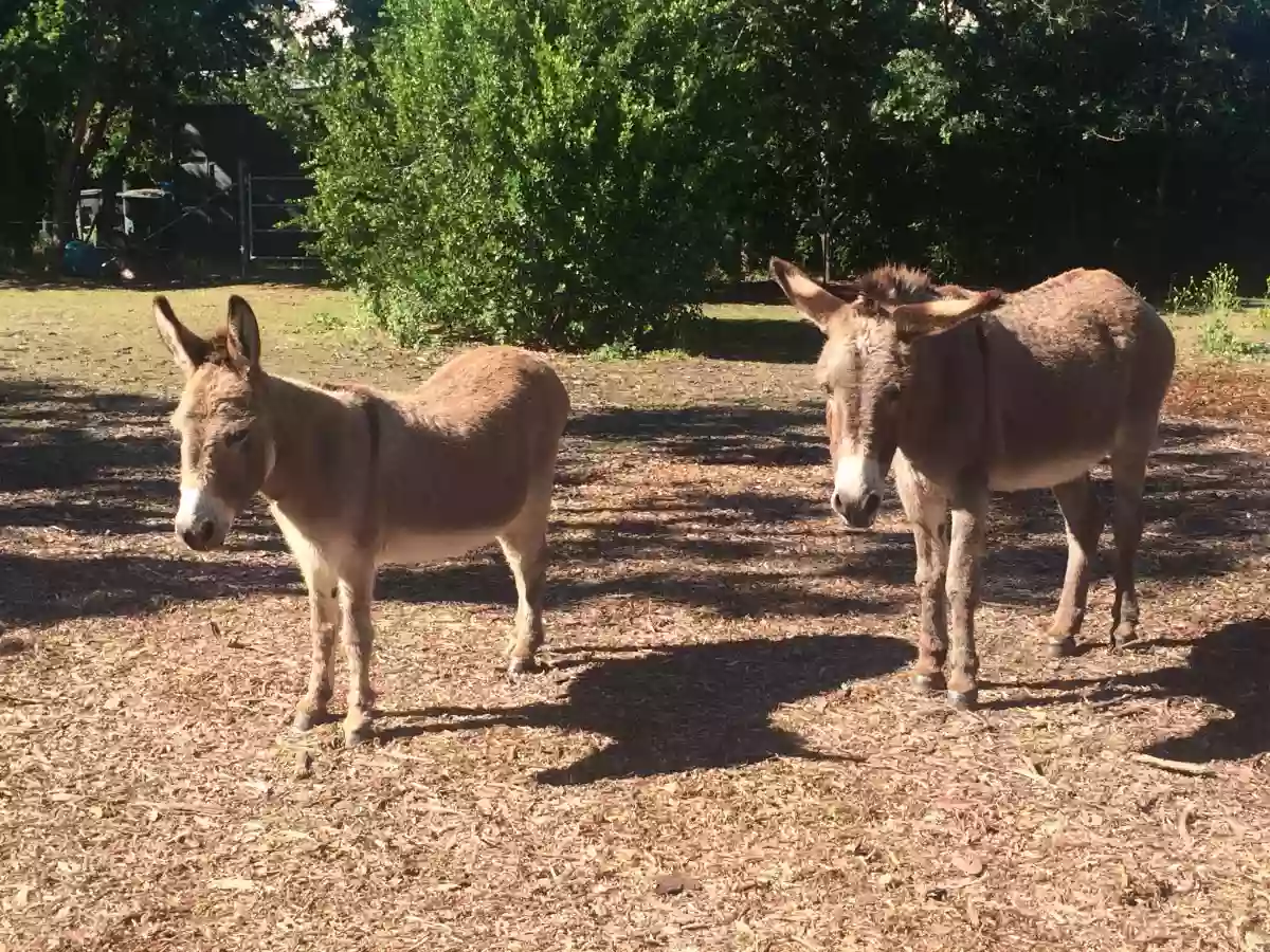 Barron Park Donkeys